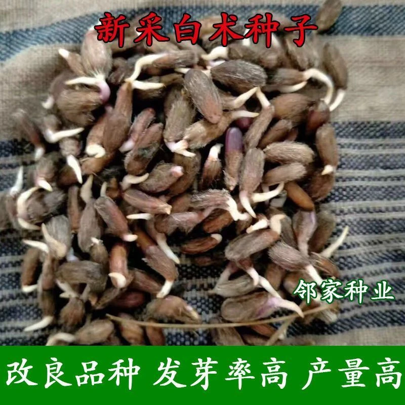 白术种子春秋种植亩产3500斤高产量高收益中药材改良发芽白术种籽