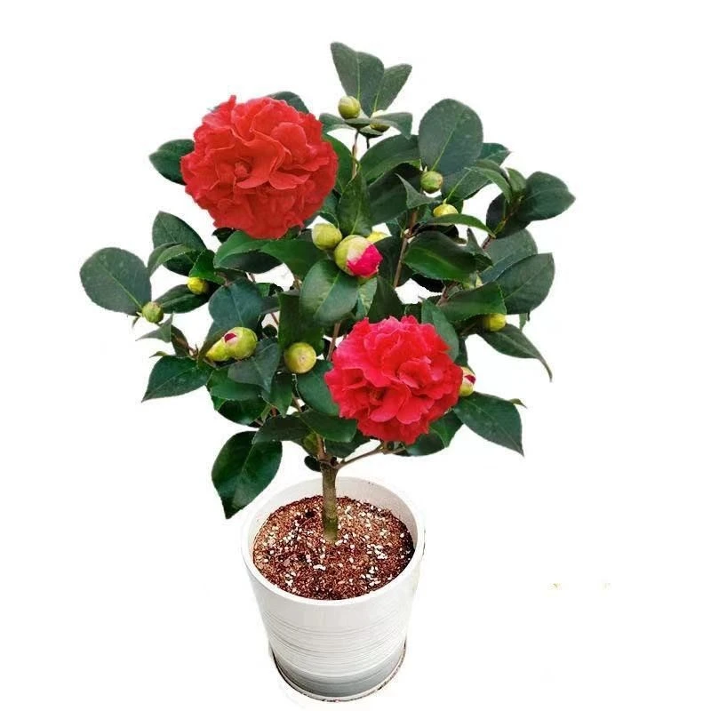 带花苞茶花盆栽五色山茶花四季树苗香妃庭院耐寒易活绿植花卉盆栽