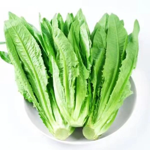 【油麦菜大全】四季有机油麦菜新鲜可生吃不苦青菜香油麦菜蔬菜苗子