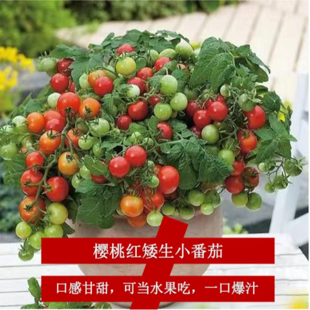 【樱桃红矮生圣女果】精选A级种苗根包土发圣女果番茄庭院蔬菜苗