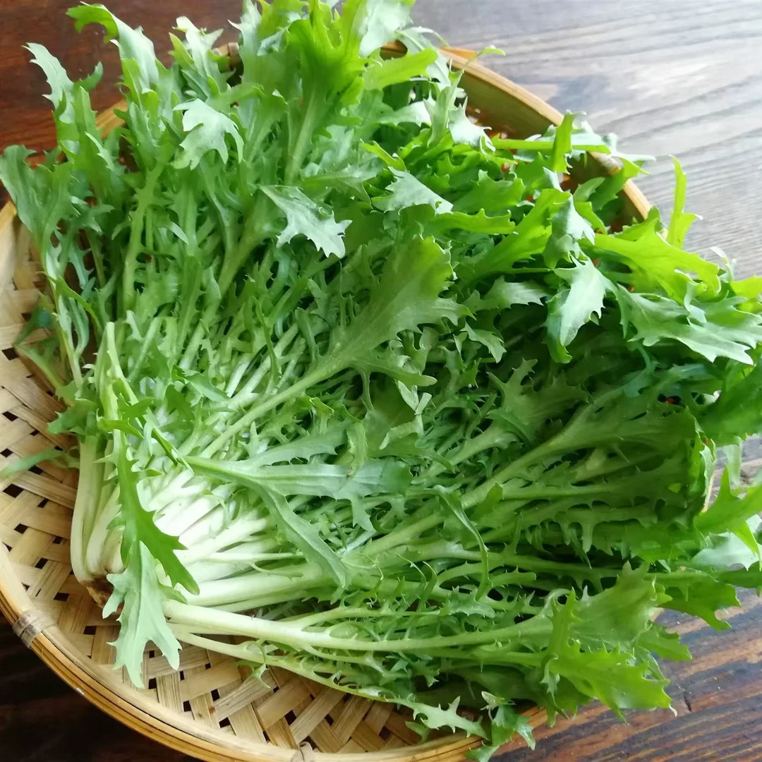 【苦苣】当季A级碎叶黄心农家菜园易种四季适应性广高产蔬菜种子