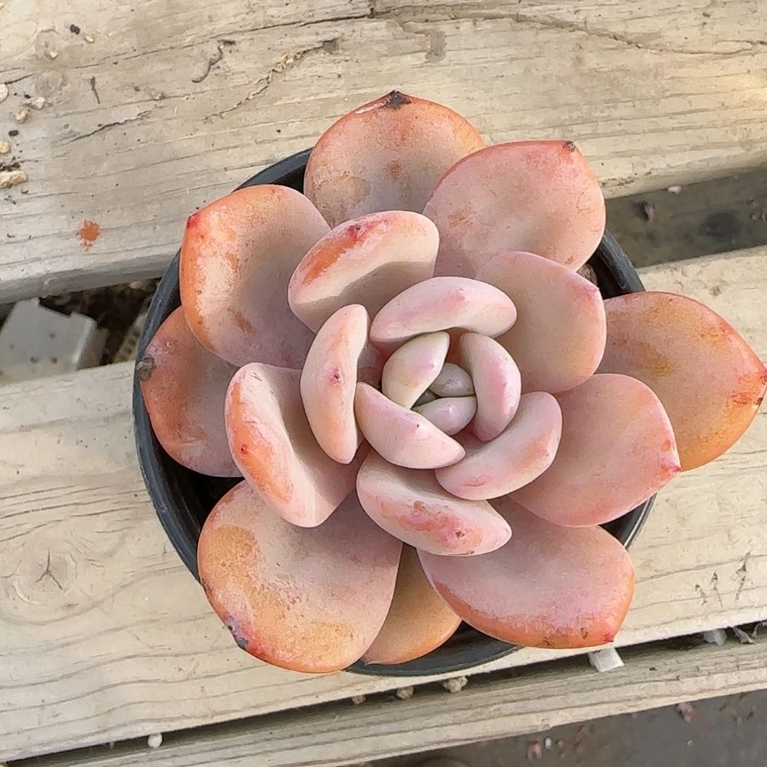 韩版奶茶正版奶茶