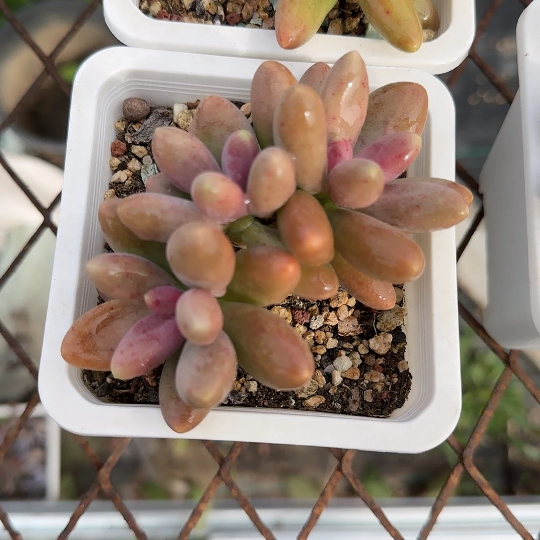 糖果美人三头群……