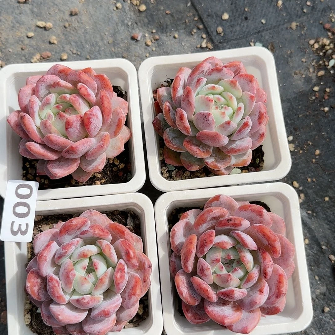 红血橙四颗一组………