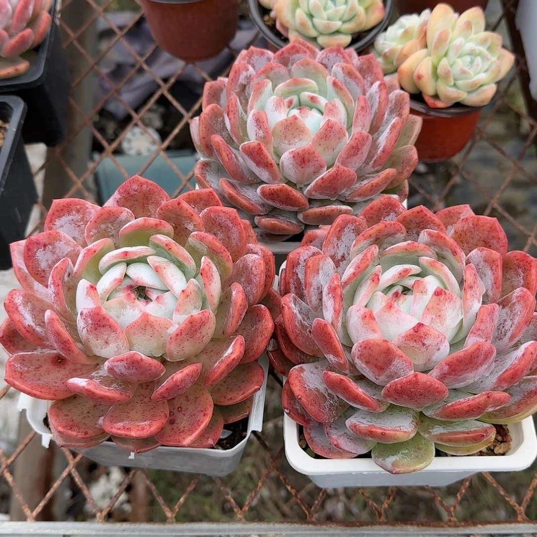 13公分左右三颗大老桩