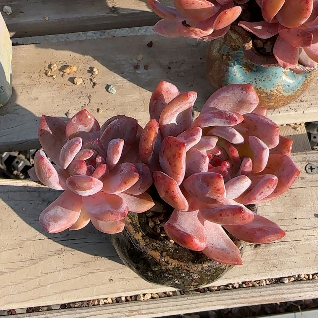 飘枝红血橙38包邮……