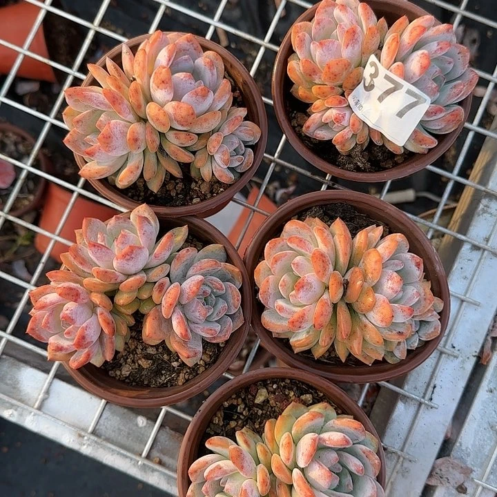 377三头群一组包邮