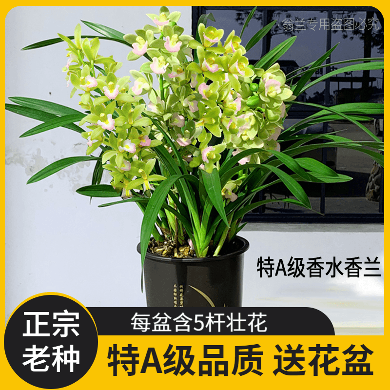 【特A级香水香兰】带5杆花 高端兰花室内花卉绿植好养送礼