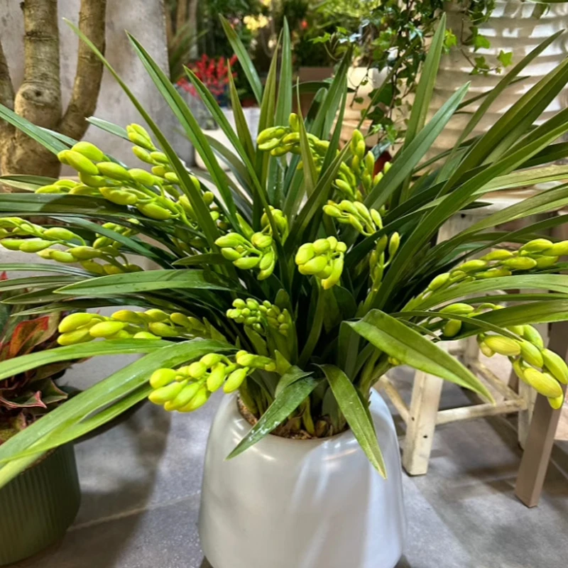 【特A级白玉香兰】带9杆花 高端兰花室内花卉绿植好养送礼