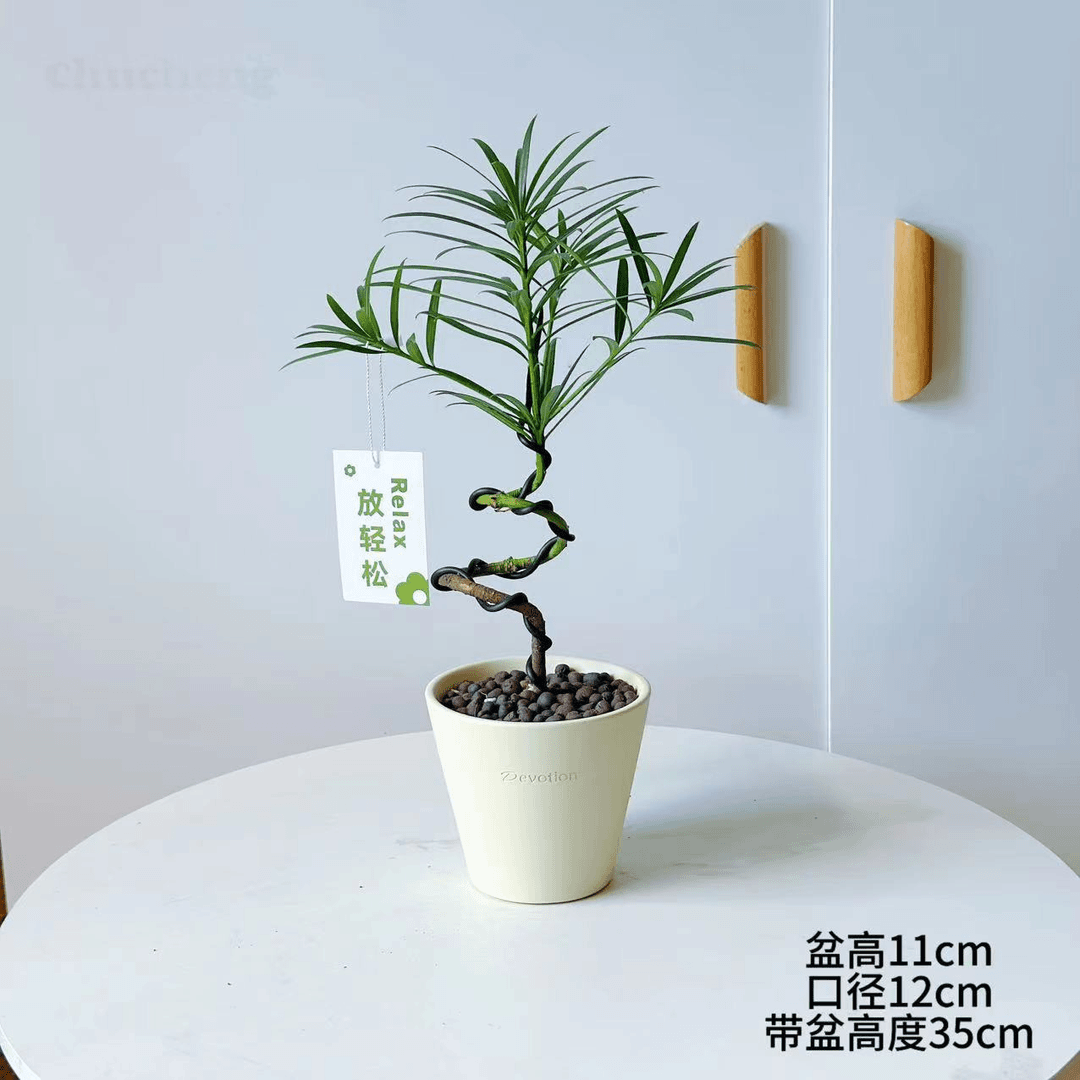 罗汉松S弯造型盆老桩盆景四季常青户外室内摆件客厅绿植自然花盆