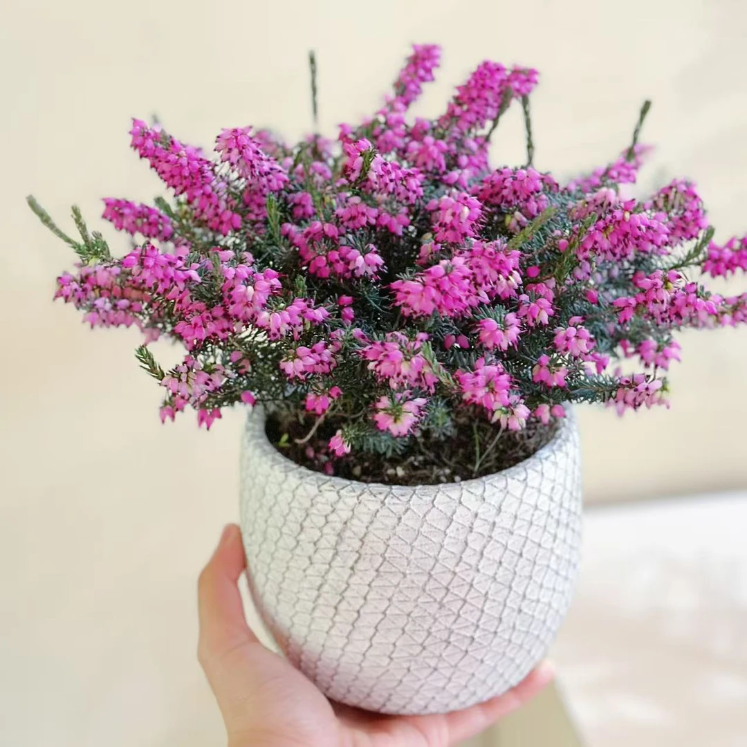欧石楠盆栽阳台耐寒绿植盆栽户外室内花卉冬季开花好养季节自然