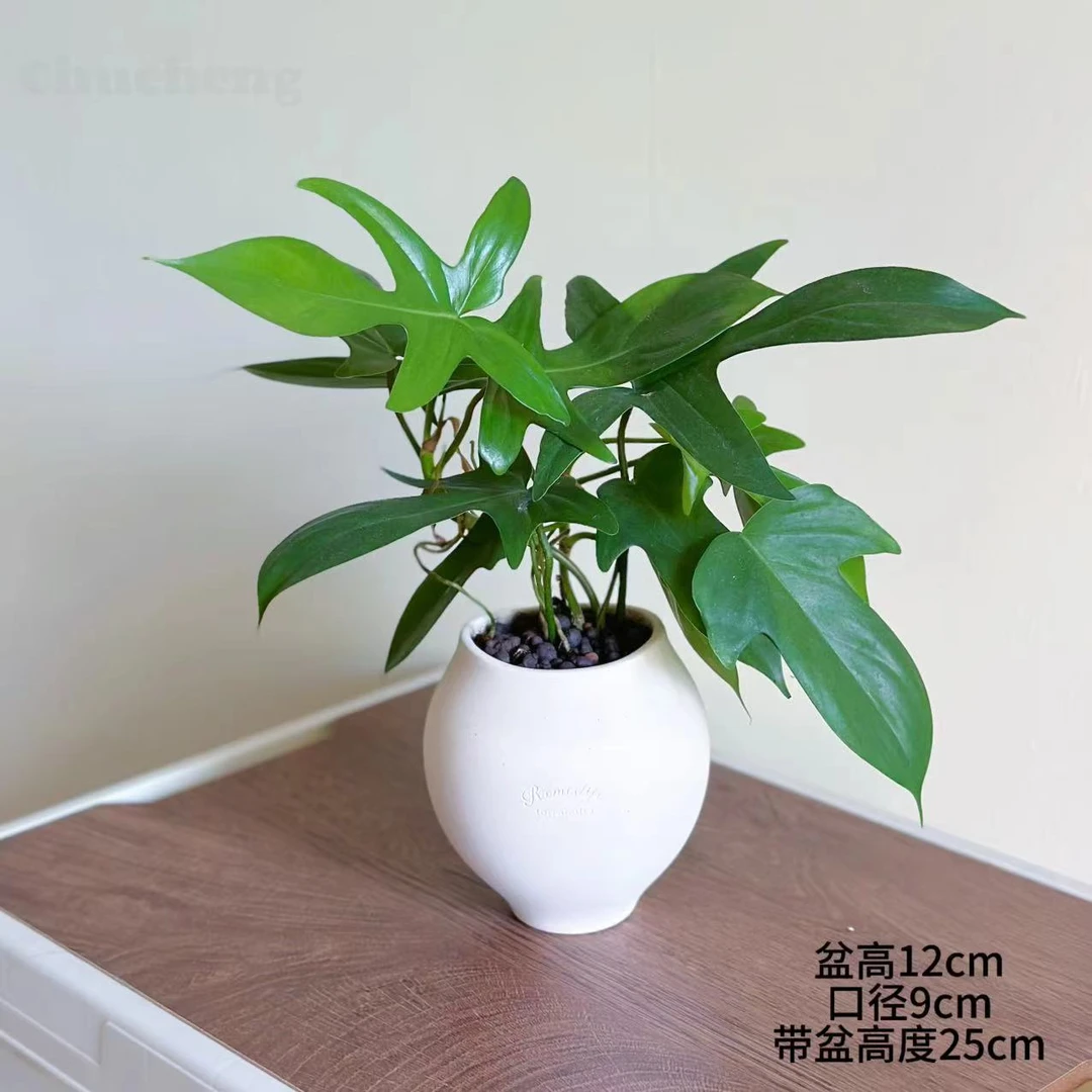 飞机蔓绿绒绿植室内盆栽植物门口卧室办公室工位热植好养活高级感