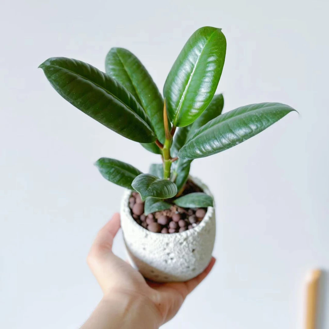 橡皮树绿金刚叶盆栽室外绿植净化空气吸甲醛四季易养活耐热植物