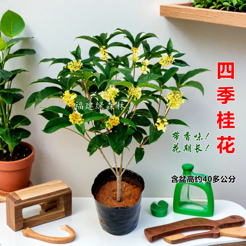 顺丰包邮四季桂花树苗开花浓香型阳台盆栽室内植物好养易活庭院