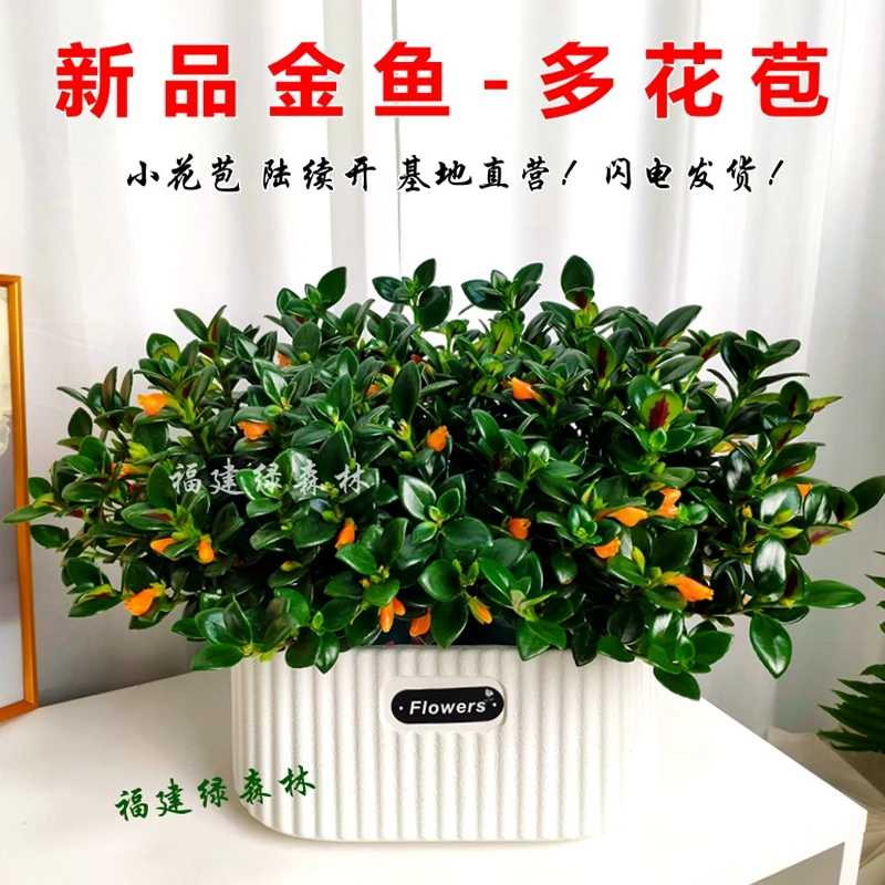 雅雯盆金鱼吊兰盆栽带花苞带盆室内阳台净化空气四季开卉客厅好养