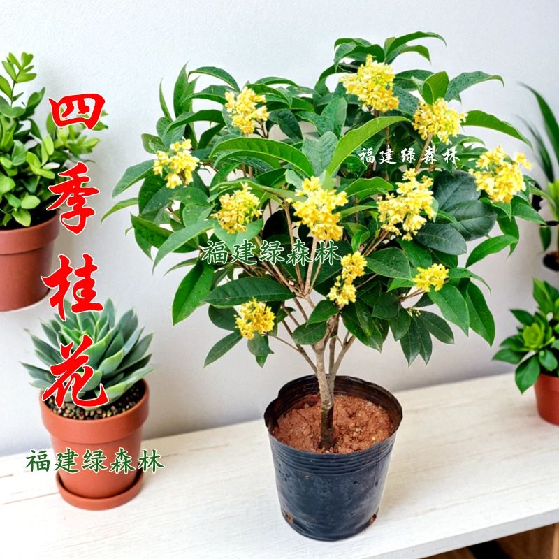 四季桂花树苗开花浓香型阳台盆栽室内花卉好养易活庭院栽种热卖款