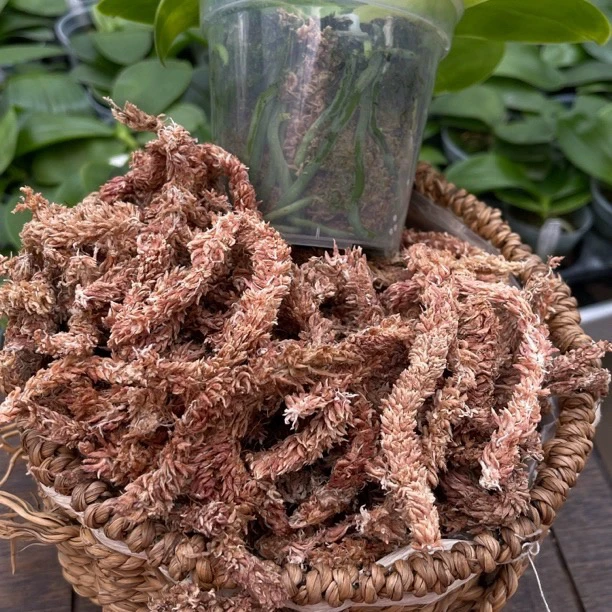 旭美杰哥原生种蝴蝶兰专用智利进口水苔