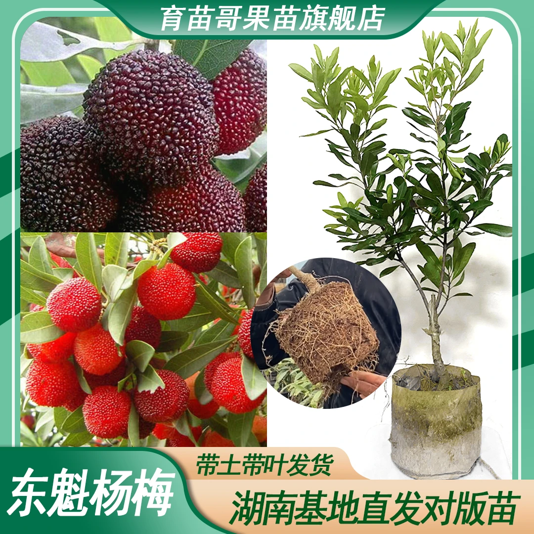 东魁大果杨梅【精选容器苗带土】嫁接果苗地栽园林种植盆栽幼苗