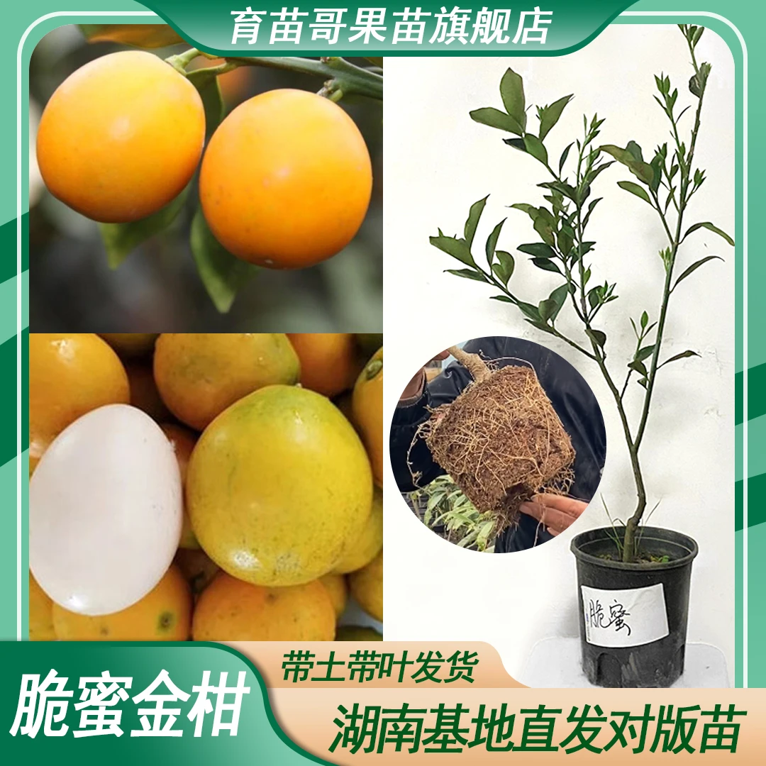 正宗新品种脆蜜金柑果树苗金桔批发柑橘果苗庭院盆栽嫁接种植水果