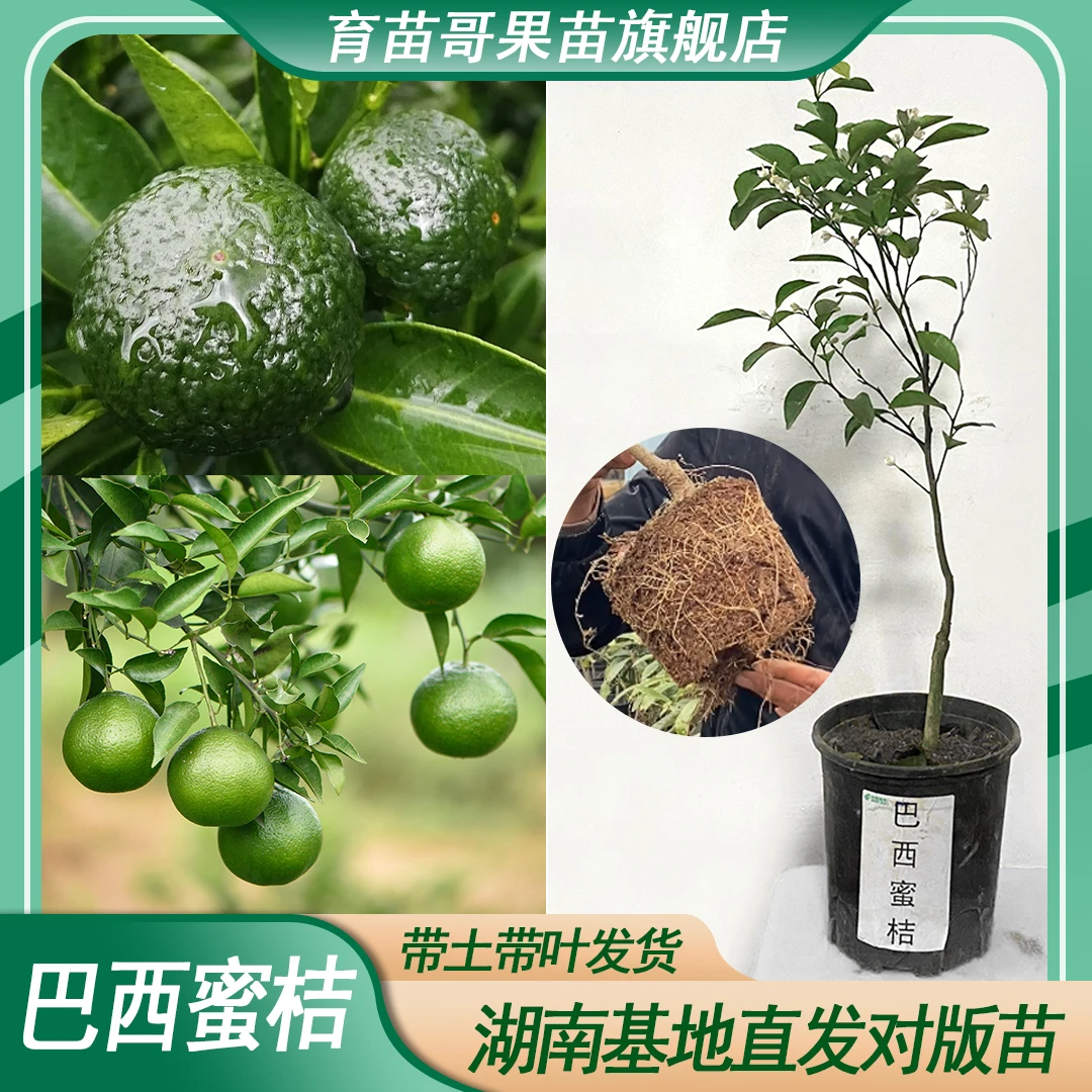 清香蜜桔容器杯苗巴西蜜桔柑橘类果苗地栽果树园林阳台小院盆栽