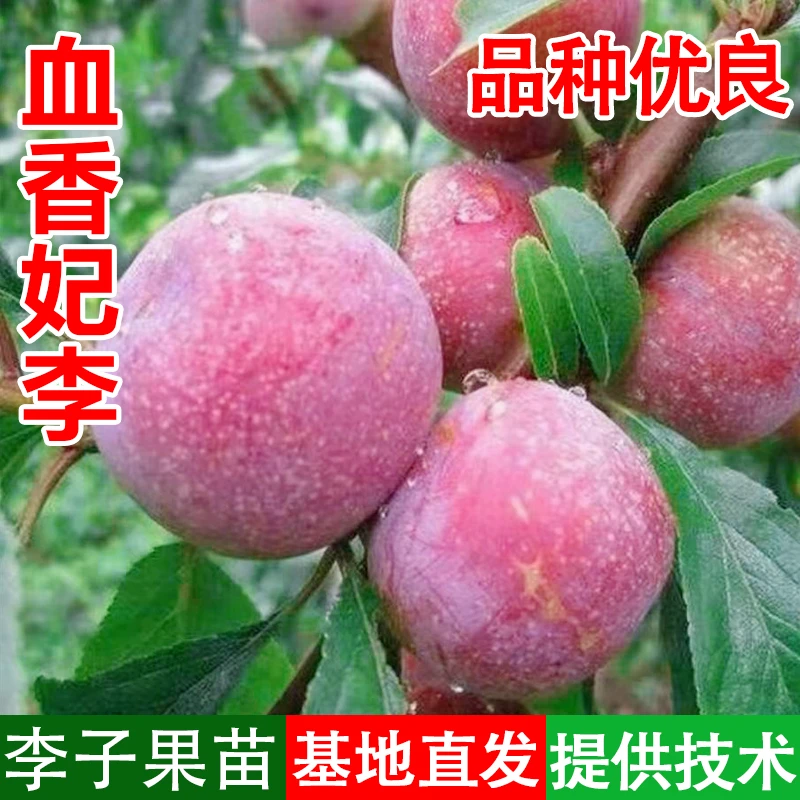 正宗血香妃李【精选裸根苗】嫁接果树苗南北方园林地栽盆栽嫁接果苗