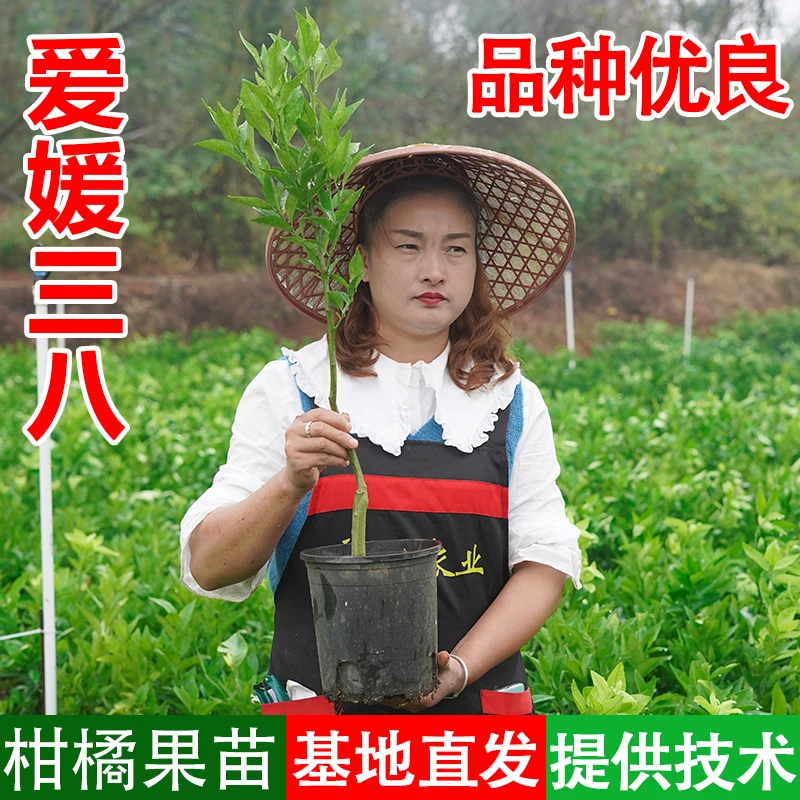 【丹丹】爱媛38【优选容器杯苗】果冻橙红美人柑橘果苗嫁果树园林地栽