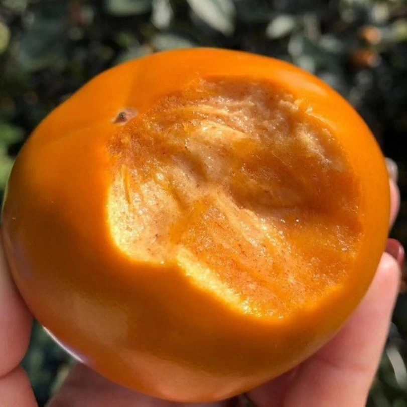 太秋甜脆柿【精选容器苗】嫁接果苗地栽园林盆栽幼苗南北方种植