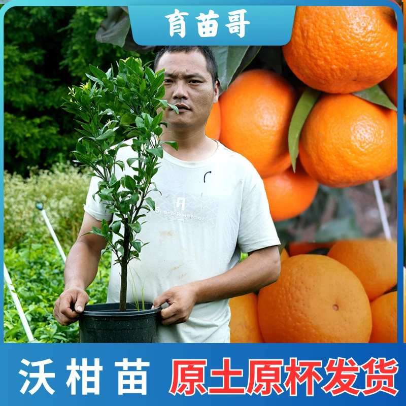 【沃柑】三年大苗带土带杯发货一年四季可移栽