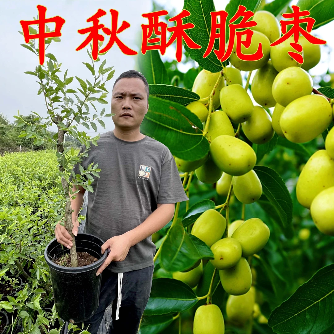 正宗湖南中秋酥脆枣嫁接果树苗南北方庭院种植水果园林盆栽果苗