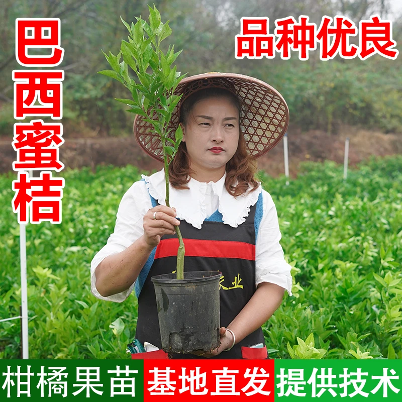 【丹丹】巴西蜜橘容器杯苗嫁接柑橘类果苗地栽园林阳台小院盆栽果树