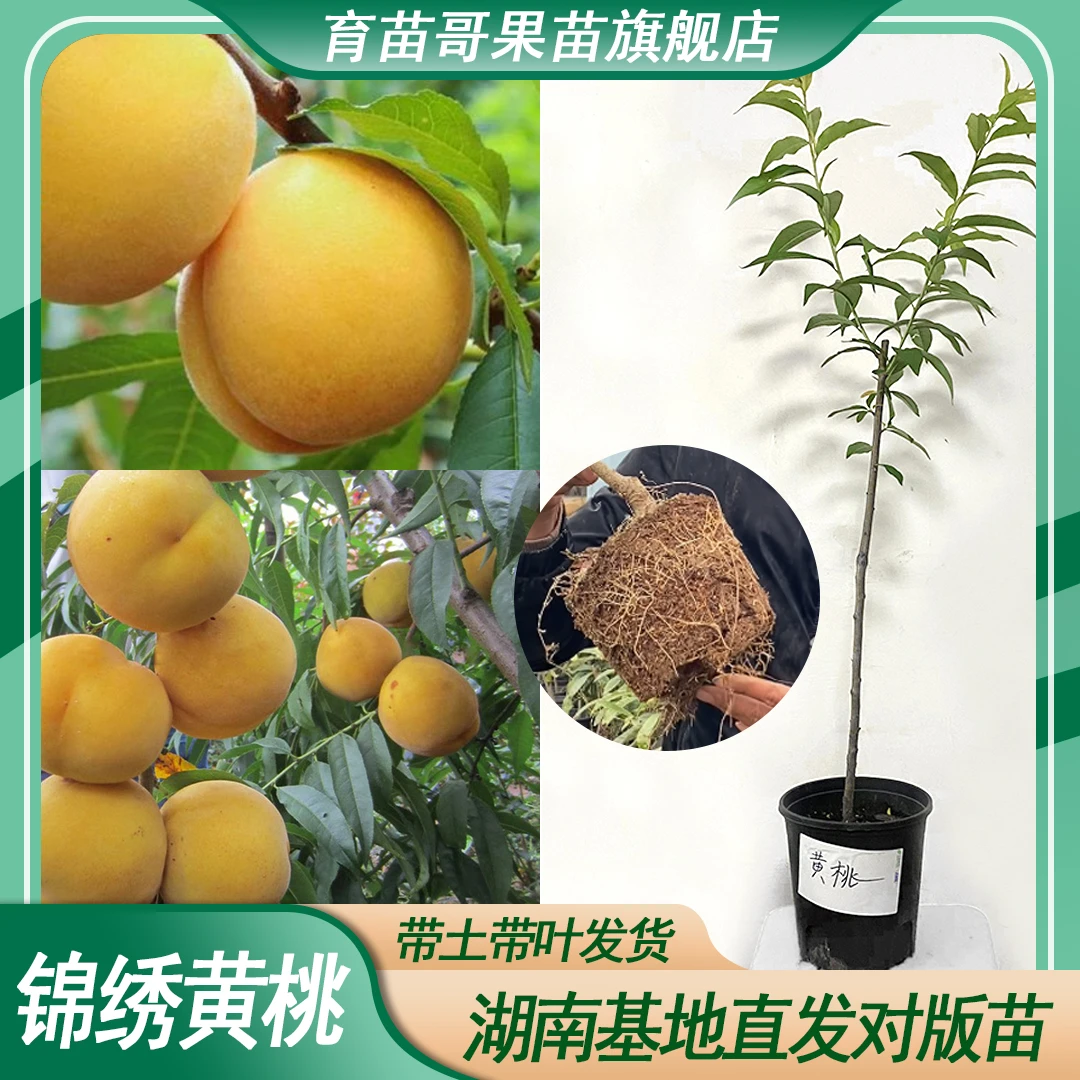 正宗锦绣黄桃精选容器苗炎陵黄桃嫁接果苗南北方地栽园林盆栽树苗