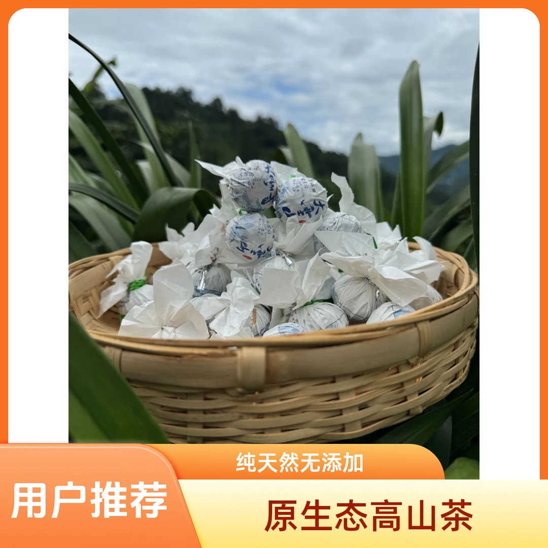 2025年  永德大雪山 古树龙珠头春头采茶叶