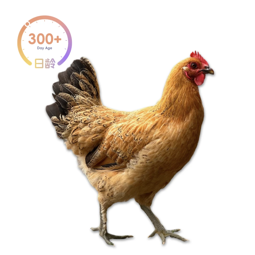 【顺丰】正宗农村笨母鸡3～6斤可选纯稻谷喂食散养300天以上活禽现杀