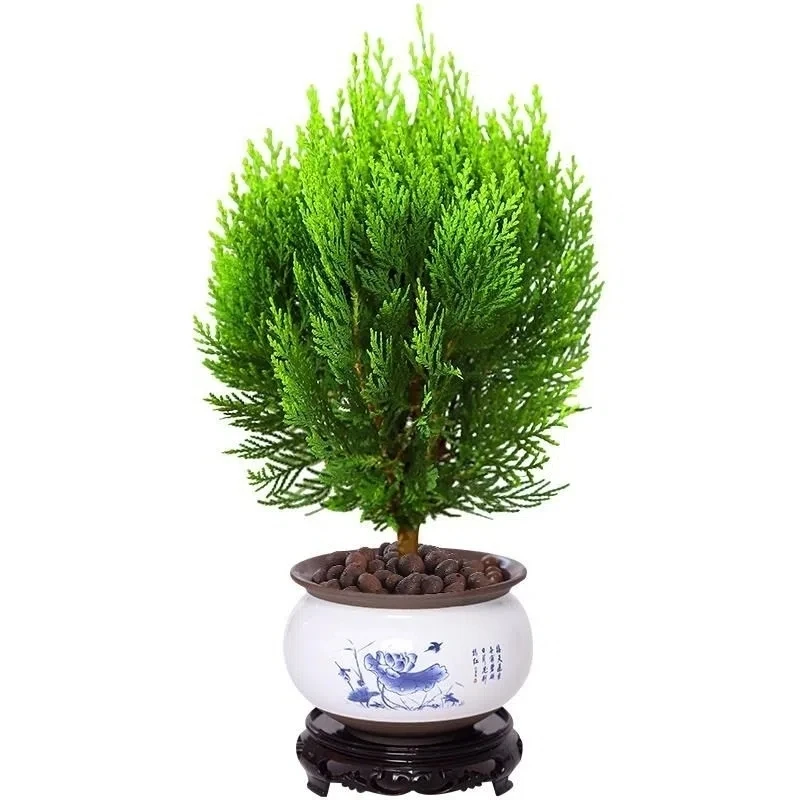 洒金苗植物地栽盆栽原生柏绿化花卉苗木黄金松柏庭院柏树香松扁柏