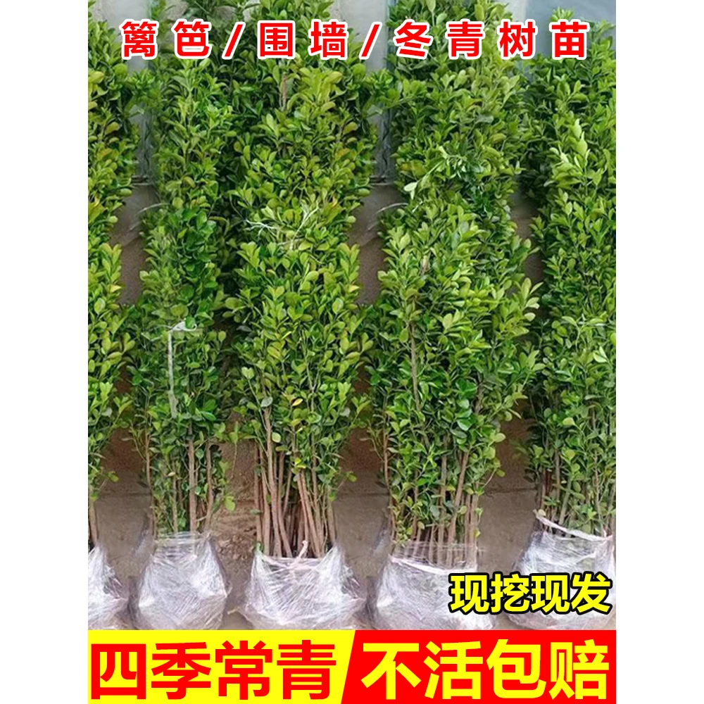 冬青树苗四季常青耐寒栽植直立北海道黄杨苗绿篱庭院围墙篱笆植物
