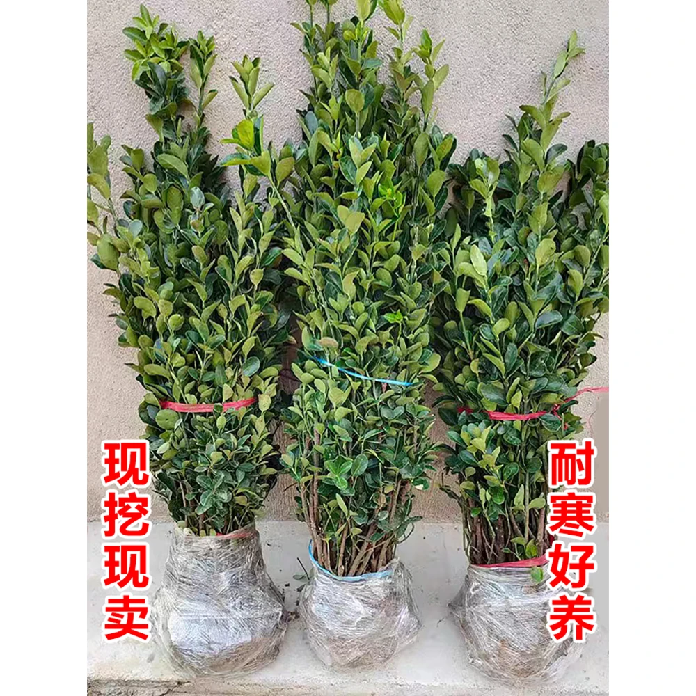 冬青树苗阳台庭院四季常青绿化苗木花卉黄杨大叶万年青篱笆墙植物