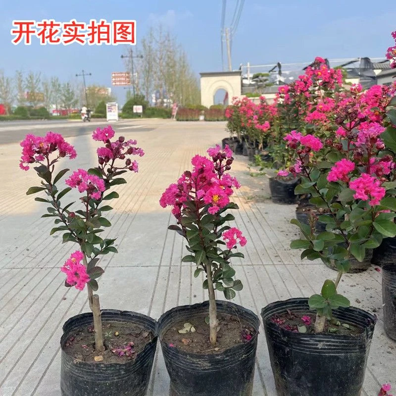 紫薇树苗红火箭天鹅绒百日红庭院别墅景观树绿化工程苗木