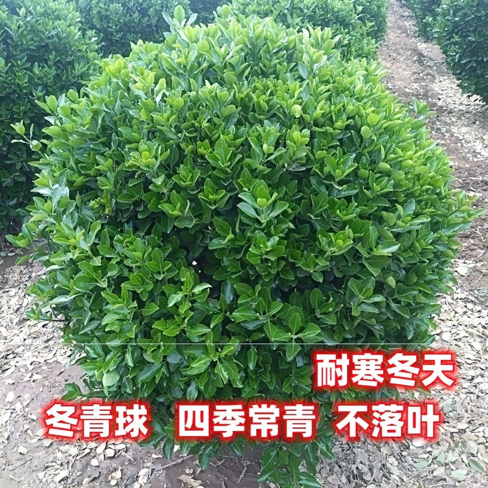 基地直销小叶黄杨树苗瓜子黄杨球别墅庭院绿化苗木四季长青冬青苗