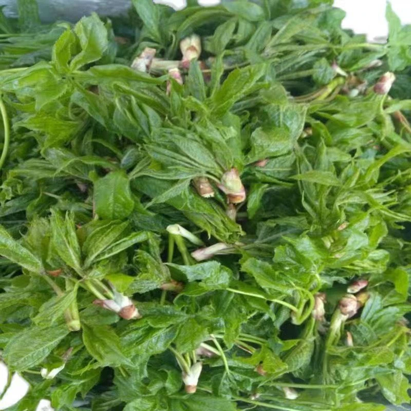 刺五加叶东北特产山野菜五加叶食用野菜新鲜焯水东北蔬菜