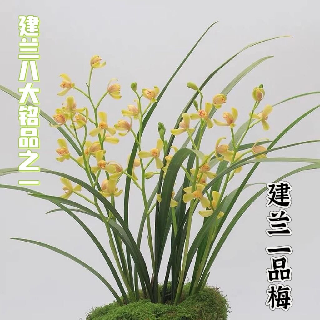 兰花建兰四季兰一品梅色花梅瓣浓香漂亮花卉绿植盆栽