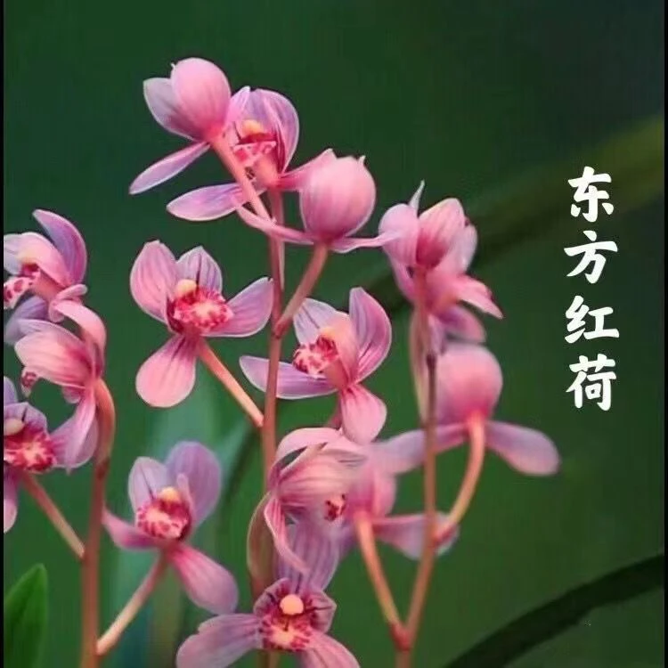 带花苞东方红荷兰花建兰礼品花卉清香室内盆栽盆景好养赏花