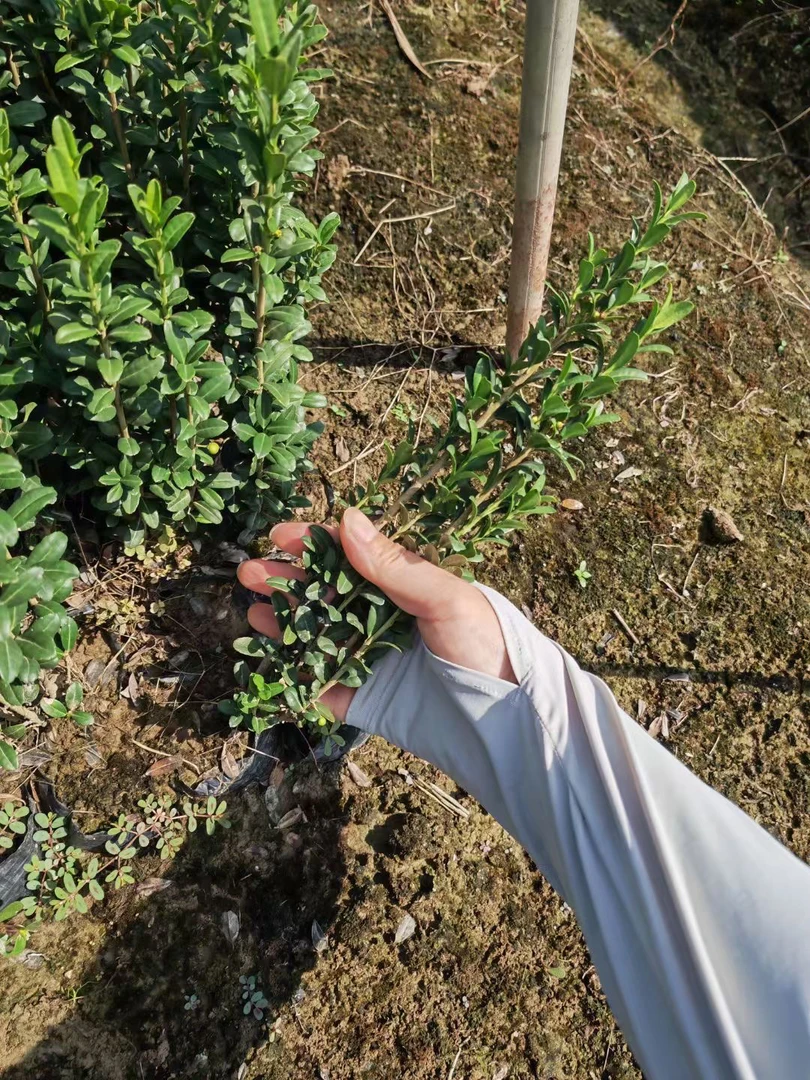 直立冬青杯苗包邮庭院绿篱四季常绿高端植物杭州静好花园