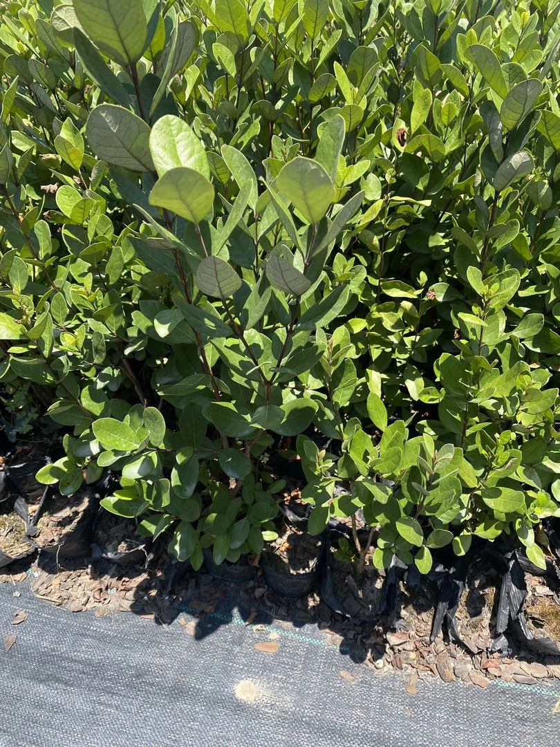 杭州静好花园 大杯苗盆栽绿植绿化苗一物一拍