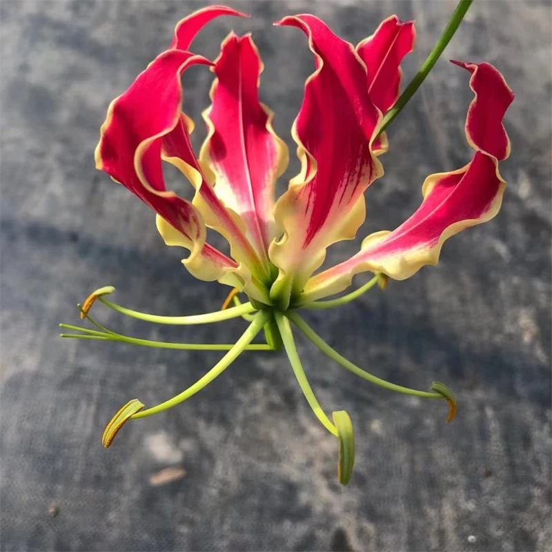 嘉兰百合 火焰百合种球 攀爬球根植物多年生阳台庭院杭州静好花园