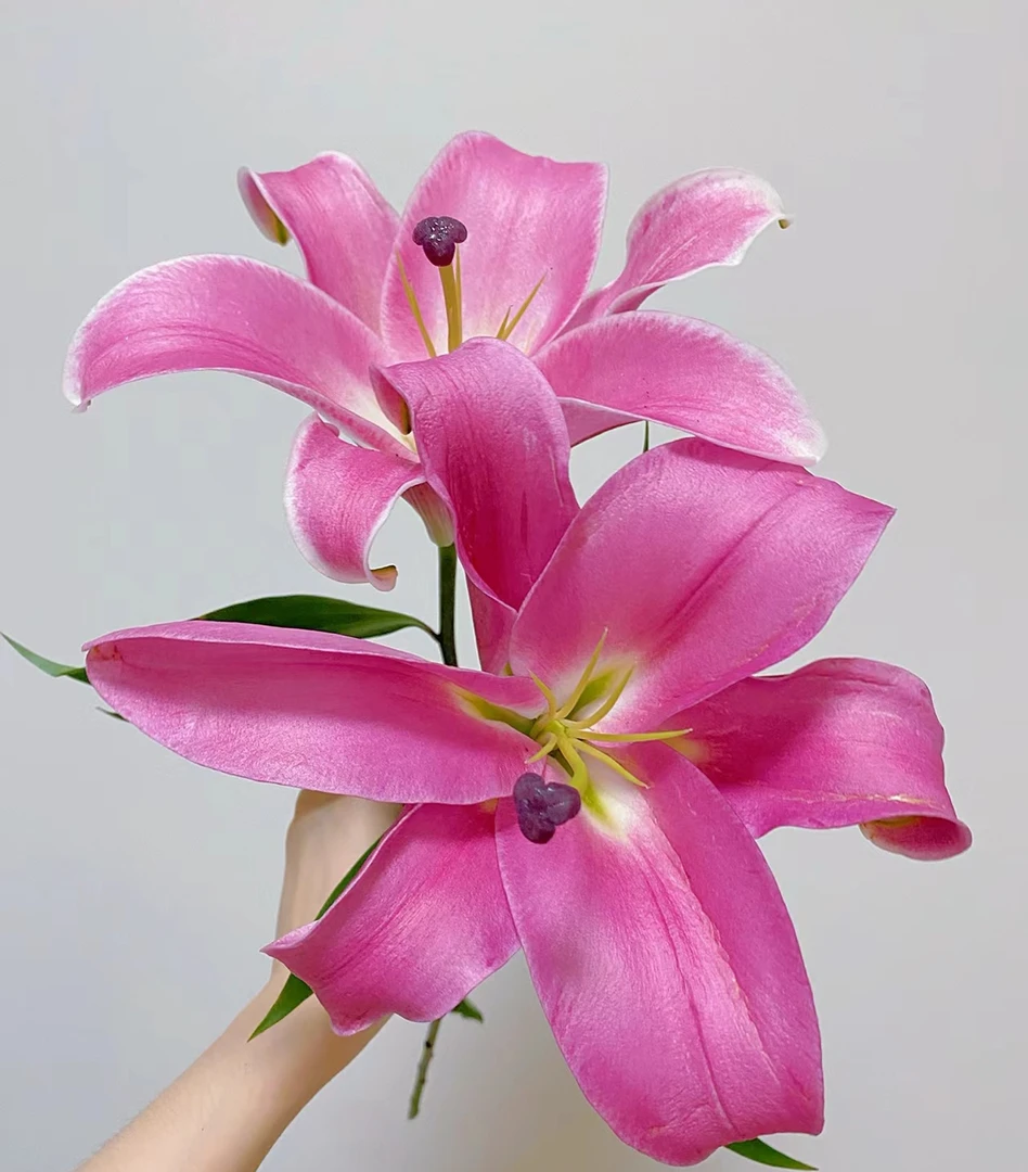 普拉芬多香水百合（同一地址凑两单发顺丰冷链）