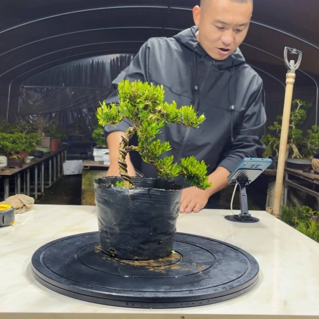 【闪购商品】广东黄杨 四季常青