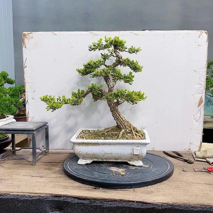 黄杨美**丽广东皱皮雀舌黄杨盆景