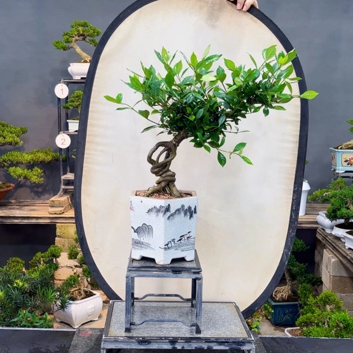 黄杨黄杨盆景四季常青