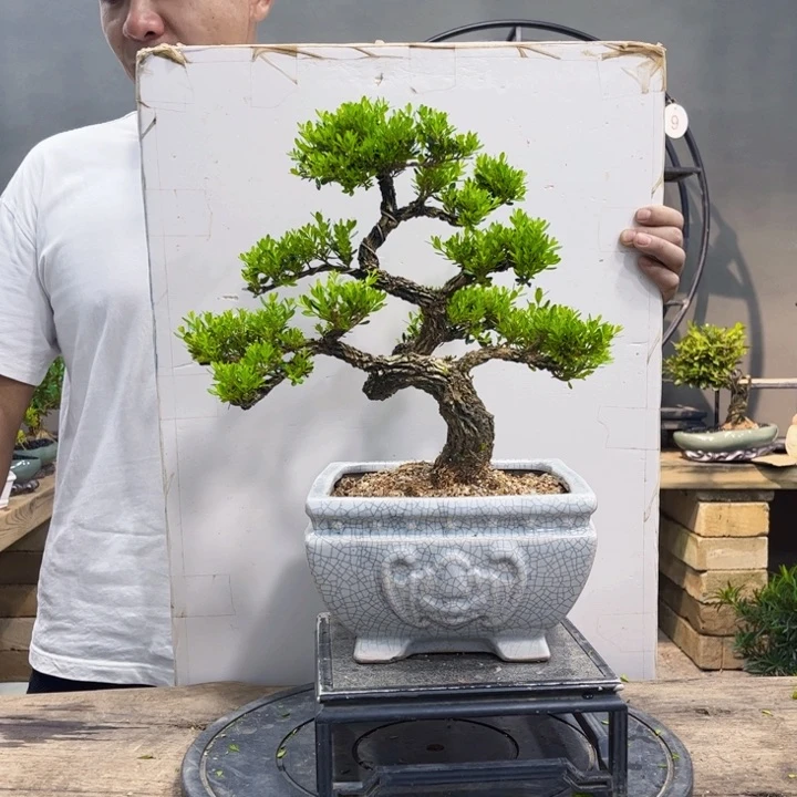 黄杨盆景艺术盆景