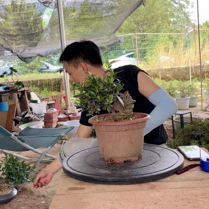 栀子花快**生栀子花盆景花期长
